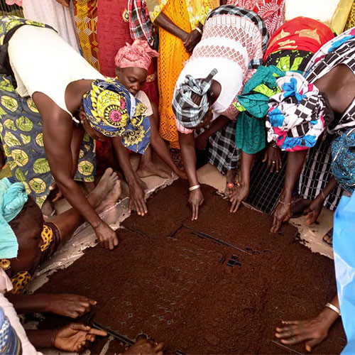 Soutient de l'agroforesterie au Sénégal avec l'APAF